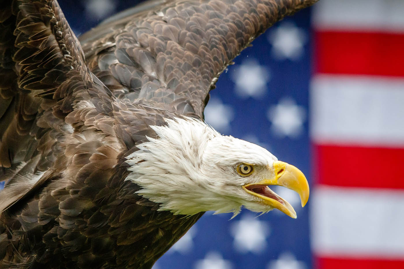 Eagle-on-American-Flag-Size